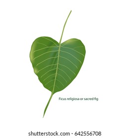 Green bothi leaf (Pho leaf, bo leaf,Ficus religiosa or sacred fig )vector illustration 
