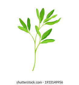 Green Branch of Alfalfa or Lucerne Healing Plant with Elongated Leaves Vector Illustration