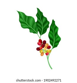 Green Branch of Coffee Tree with Hanging Edible Fruits Vector Illustration
