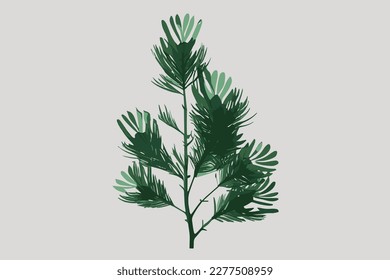 Green branch of coniferous tree illustration. flat style