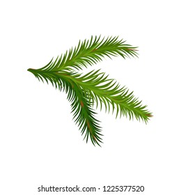 Green branch of fir or pine tree. Natural element. Christmas plant. Botany and flora theme. Flat vector icon