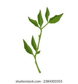 Green branch with foliage. Vector graphics.