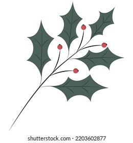 Green branch of holly on white background. Plant Christmas symbol