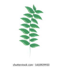 green branch leaves foliage on white background vector illustration