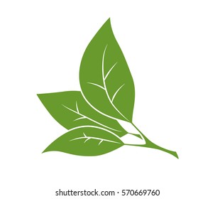 Green branch with leaves. Isolated object. Eco.