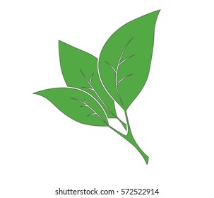 Green branch with leaves. Isolated object. Eco.