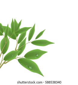 Green branch with leaves and water drops isolated on white background. Vector illustration