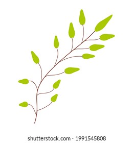Green branch with medium leaves on a white background for use in clip art or web design