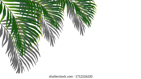 green branch of a palm tree.shadow from a branch.vector.