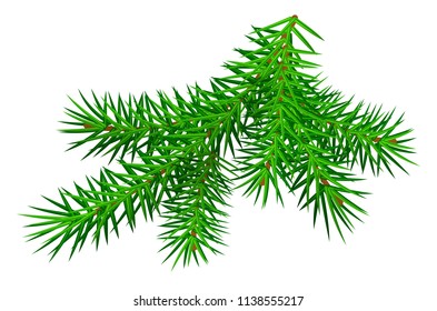 Green branch pine tree isolated on white. Vector cartoon illustration