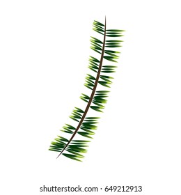 green branch pine tree nature christmas