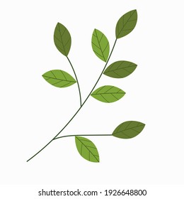 Green branch of spring tree isolated on white background.Decoration with beautiful spring or summer pattern for graphic projects. Vector. EPS 10.