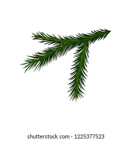 Green branch of spruce or pine tree with short needles. Traditional Christmas plant. Flat vector design