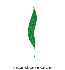 Green Branch of Wild Fern Vector Illustration For Graphic Decoration of Cards