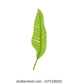 Green Branch of Wild Fern Vector Illustration For Graphic Decoration of Cards