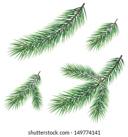 Green branches of a Christmas tree, set, isolated on white background. Vector