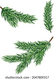 Green branches of a Christmas tree. Vector. Isolated