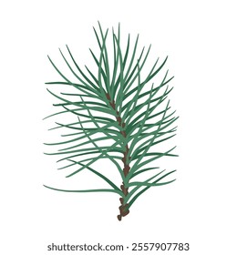 Green branches of coniferous tree. Vector graphics.