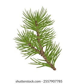 Green branches of coniferous tree. Vector graphics.