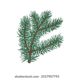 Green branches of coniferous tree. Vector graphics.