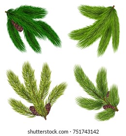 Green branches of coniferous trees collection with cones in realistic style isolated vector illustration