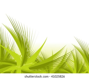 Green branches isolated on white background with space oy your text