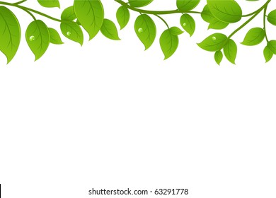 Green Branches, Isolated On White Background, Vector Illustration