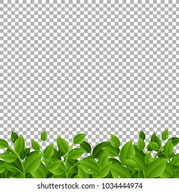 Green Branches With Leaves Border Transparent background With Gradient Mesh, Vector Illustration