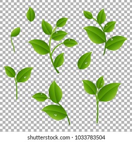 Ramas Verdes Con Fondo Transparente De Hojas Con Malla De Gradiente, Ilustración Vectorial