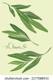Green branches of olive tree with texture. Botanical drawing in modern style. Fresh greens for design.