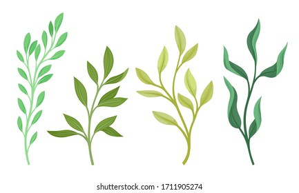 Green Branches and Sprigs with Green Leaves Vector Set