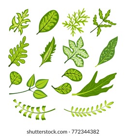 Green bright leaf collection. Organic nature element set. Houseplant foliage isolated collection.