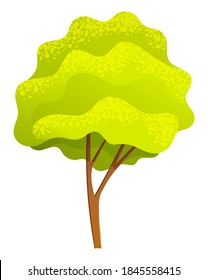 Green bright spring high tree with a lush crown, thin brown trunk and branches isolated on white. Vector illustration of big plant with foliage round shape, landscape element in cartoon concept