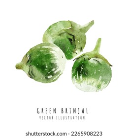 Green brinjal hand drawn watercolor painting isolated on white background