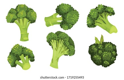 Green Broccoli Cabbage on Stalk as Healthy Nutrition Vector Set