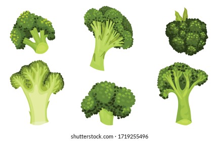 Green Broccoli Cabbage on Stalk as Healthy Nutrition Vector Set