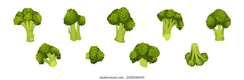 Green Broccoli Cabbage on Stalk as Healthy Nutrition Vector Set