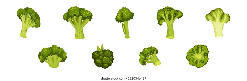 Green Broccoli Cabbage on Stalk as Healthy Nutrition Vector Set