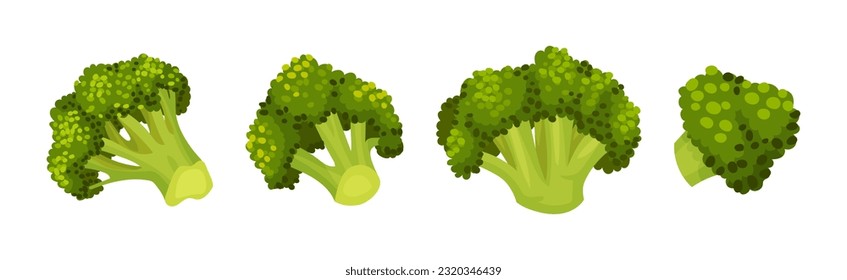 Green Broccoli Cabbage on Stalk as Healthy Nutrition Vector Set