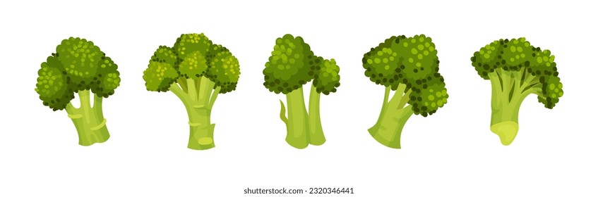 Green Broccoli Cabbage on Stalk as Healthy Nutrition Vector Set