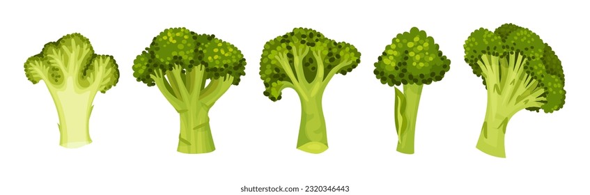 Green Broccoli Cabbage on Stalk as Healthy Nutrition Vector Set