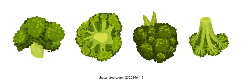 Green Broccoli Cabbage on Stalk as Healthy Nutrition Vector Set