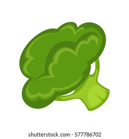 Green broccoli isolated on white background. Broccoli edible green plant in cabbage family whose large flowering head is eaten as vegetable. Realistic vector illustration of healthy nutrition product