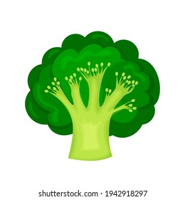 Green broccoli in a modern flat style. Healthy diet. Slimming. Icon isolated on white background. For your design