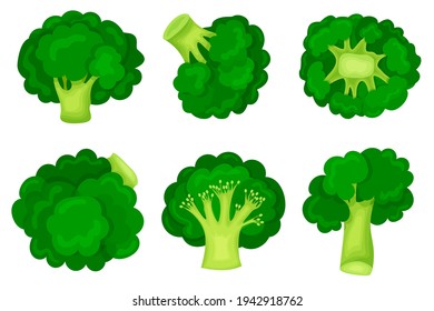 Green broccoli in a modern flat style. Set. Healthy diet. Slimming. Icon isolated on white background. For your design