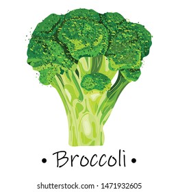 Green broccoli on a white background. Broccoli plant. Vector illustration.