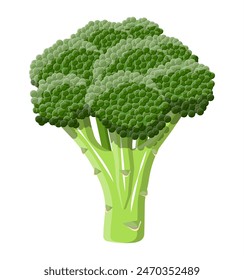 Green broccoli vegetable. Broccoli isolated on white background. Vector illustration in flat style