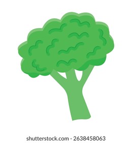Green broccoli vegetable isolated on a white background