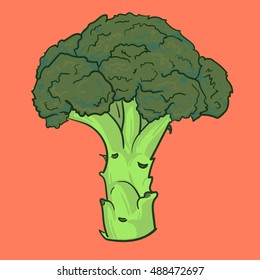 Green Broccoli Vegetable Vector Illustration / Healthy lifestyle / Vegan Food/ Simple hand drawn broccoli  