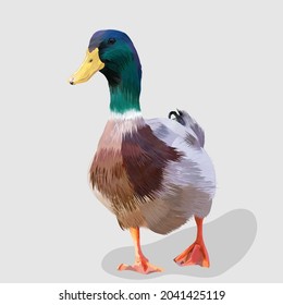 green and brown duck portrait hand drawn illustrations and vector